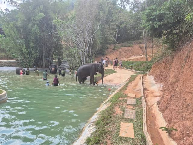 Phuket Elephant Care @ Loch Palm - Image 2