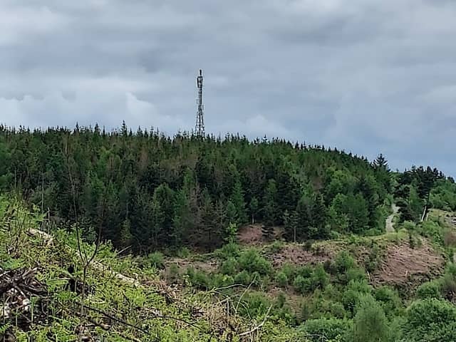 Llwynypia Forest - Image 2