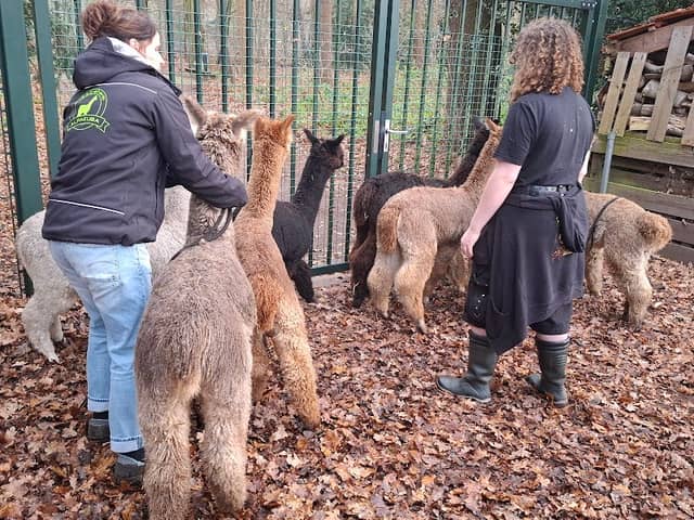 Alpakuba - Alpaca farm - - Image 2