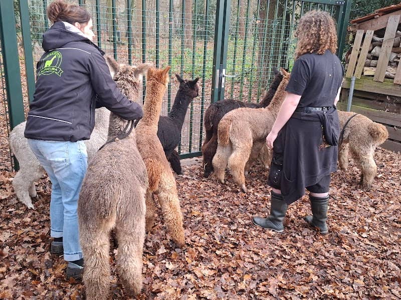 Alpakuba - Alpaca farm - - Image 2