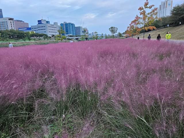 안양천 핑크뮬리 갈대밭 - Image 1