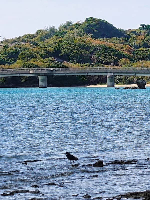藪地浜 - Image 2