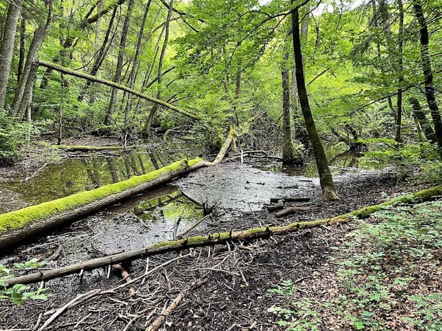 Bois de Chenes - Image 1