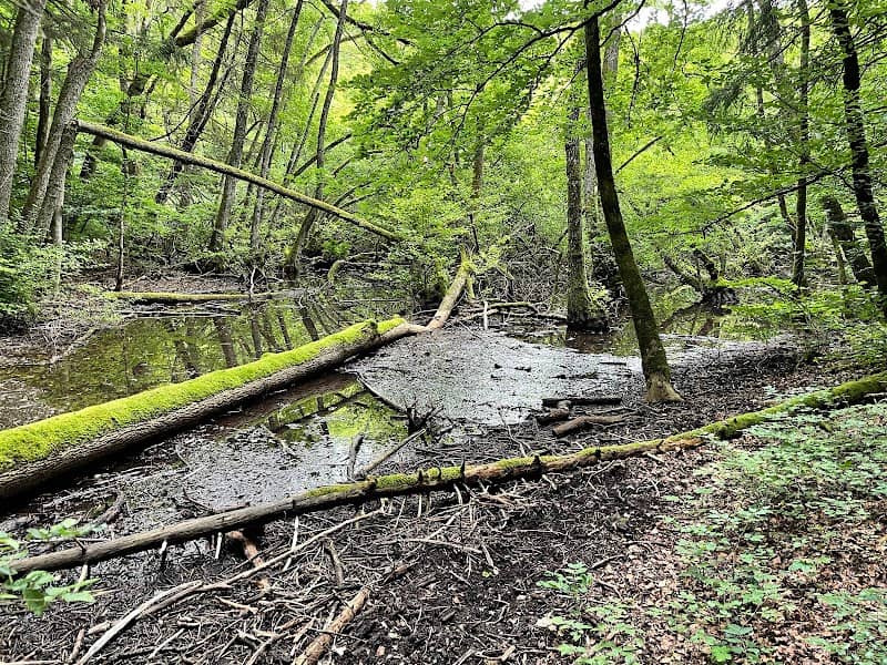 Bois de Chenes - Image 1