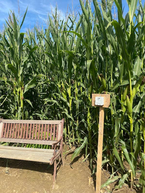 Maislabyrinth beim Schillerhof - Image 1