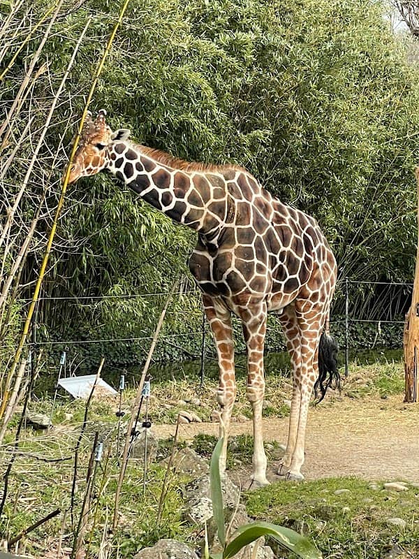 Duisburg Zoo - Image 2