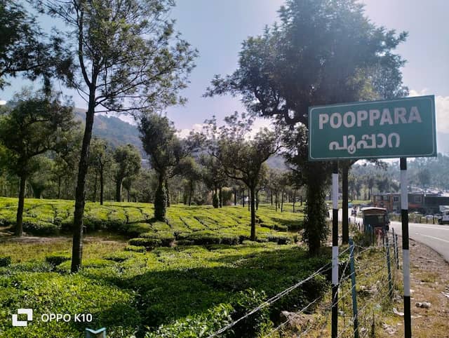 Poopara Tea Plantation - Image 1