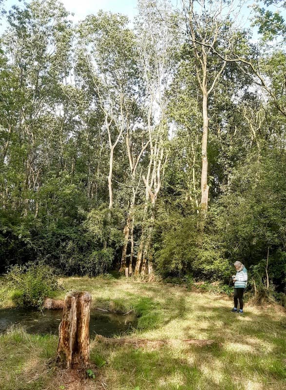 Wistow Wood Nature Reserve - Image 1