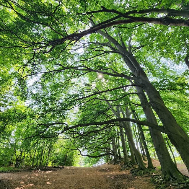 National Trust - Sharpenhoe - Image 2