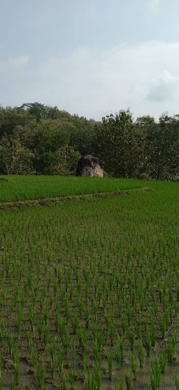 Watu Salangan Gunung - Image 1