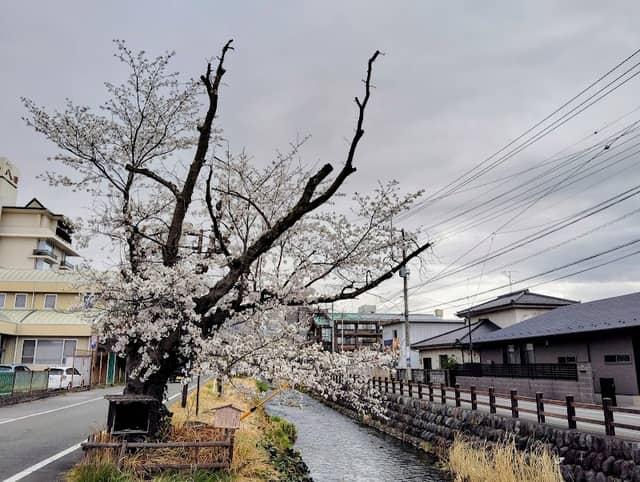 石和温泉 いで湯桜 - Image 1