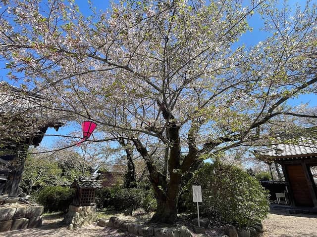ポトマックの桜 - Image 1