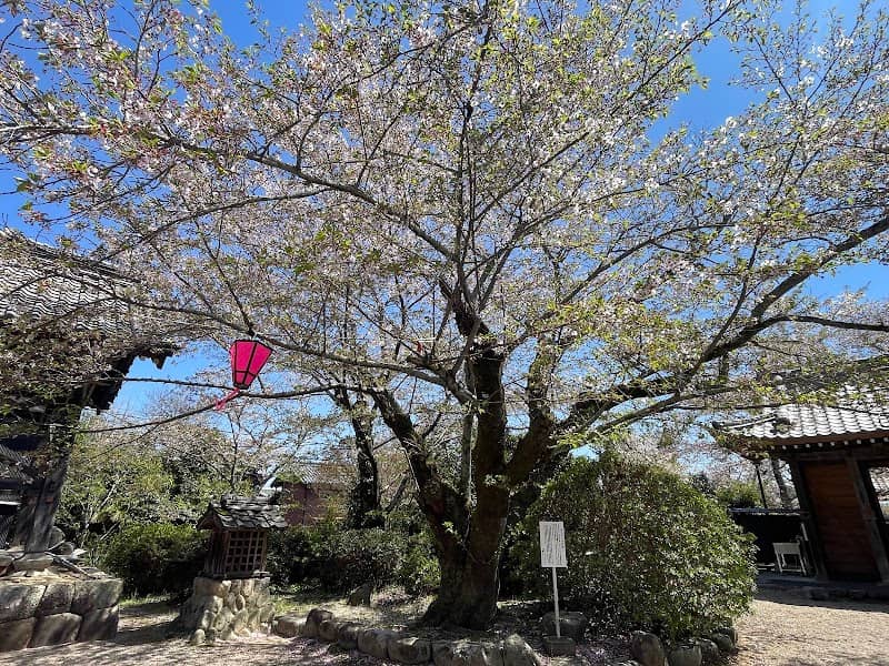ポトマックの桜 - Image 1