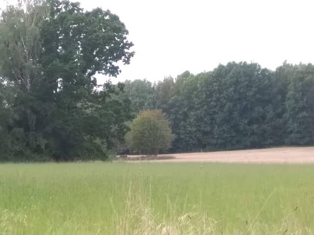 Janstorpsskogens nature reserve - Image 1