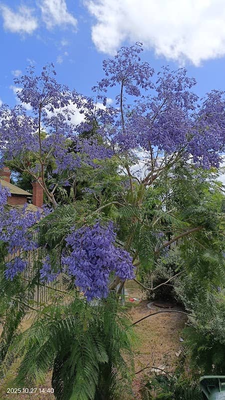 Fleet Street Jacaranda - Image 2