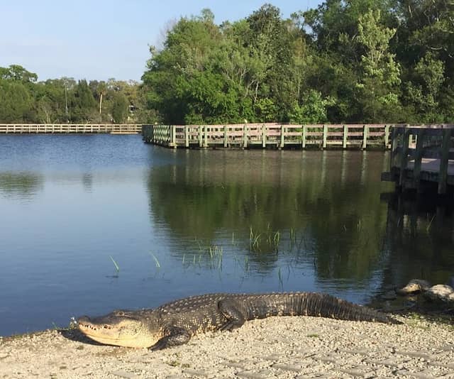 Largo Central Park Nature Preserve - Image 2