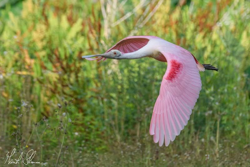 Largo Central Park Nature Preserve - Image 3