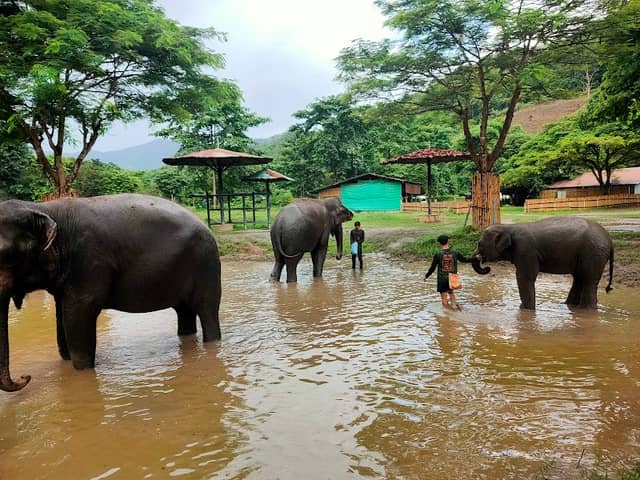 Meawang Elephant Care - Image 1