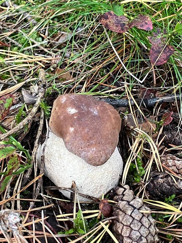 Kintų piliakalnio vieta - Image 1