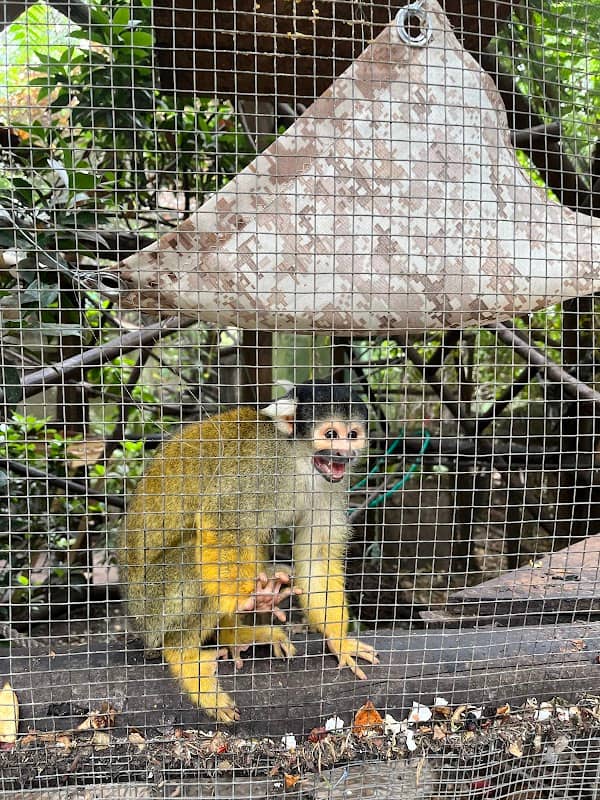 Centro de Primates Peñaflor - Image 1