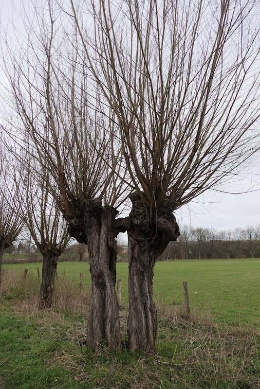 Rheinaue Friemersheim - Image 2