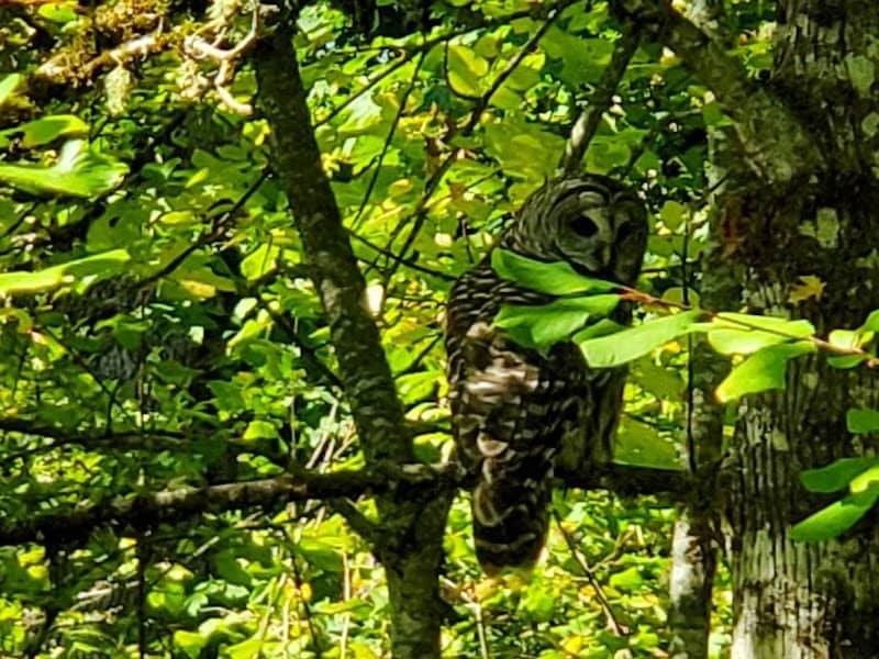 Tualatin Hills Nature Center - Image 3