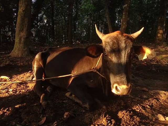 GO FARM - Image 1