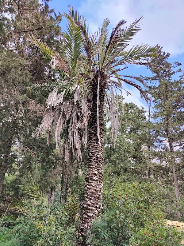Palm of the Hippocrates - Image 1
