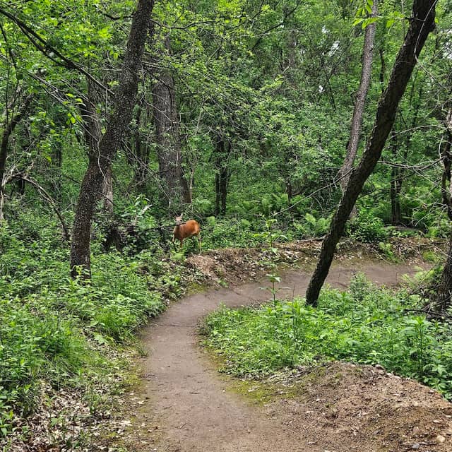 Willow River Mountain Biking Trailhead - Image 2