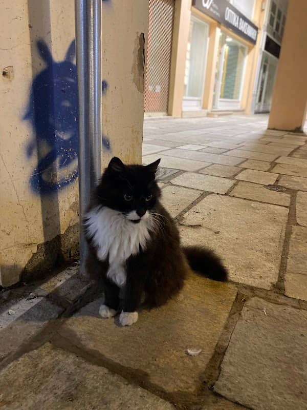 Σωτήρης ο Γάτος - Image 1