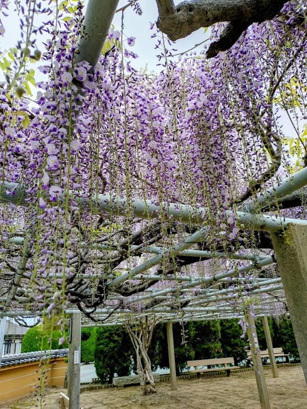 Wisteria at Jokoji Temple - Image 1