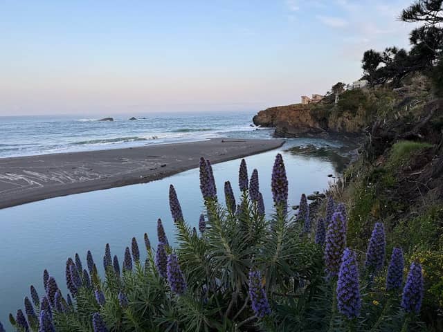 Gualala Bluff Trail - Image 3