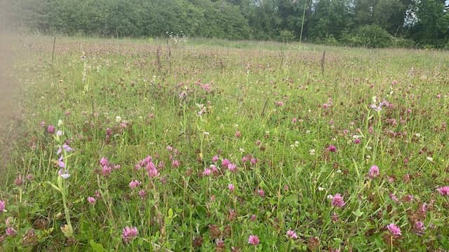 Wild Orchid Meadow - Image 1