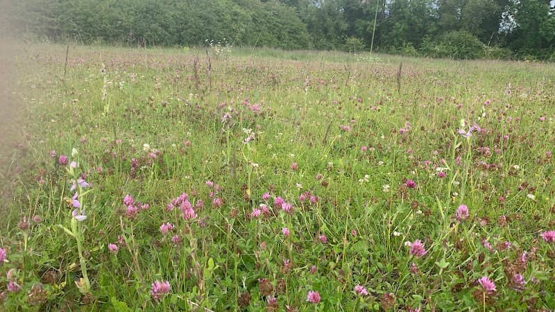 Wild Orchid Meadow - Image 1
