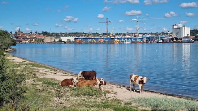 Skansen - Image 1