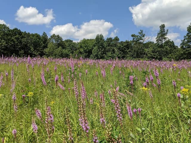 Chapparal Prairie State Nature Preserve - Image 1
