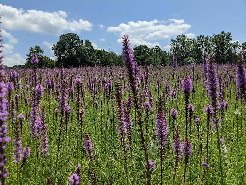 Chapparal Prairie State Nature Preserve - Image 1