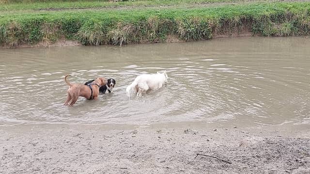 Zwemstrand voor honden - Image 2