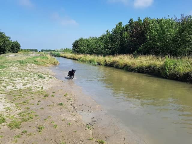 Zwemstrand voor honden - Image 1