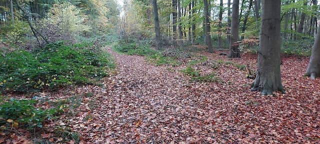 Tunman Wood - Image 1