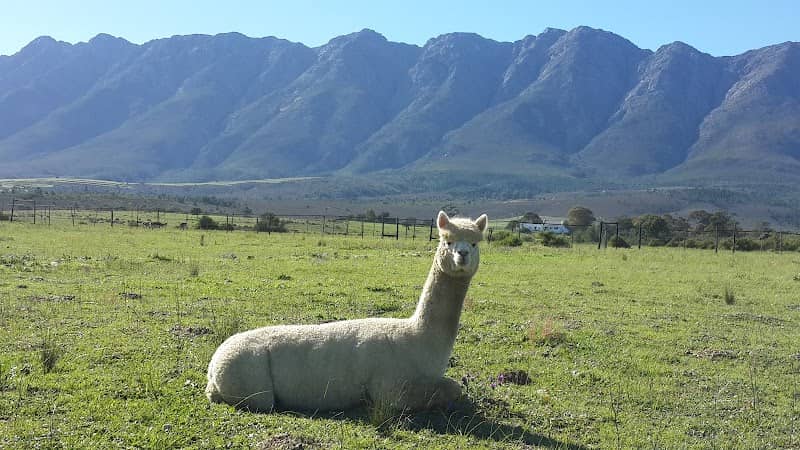 Fynbos Animal Sanctuary - Image 1