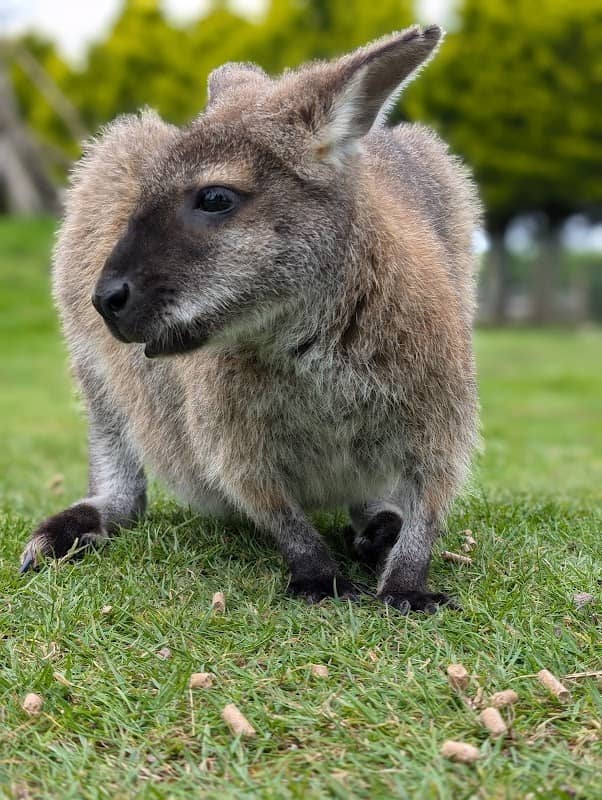 Peak Wildlife Park - Image 2