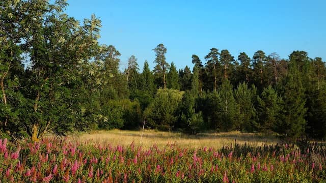 Dendropark - Image 1