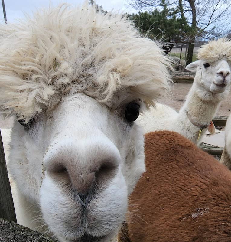 London Dairy Alpacas - Image 2