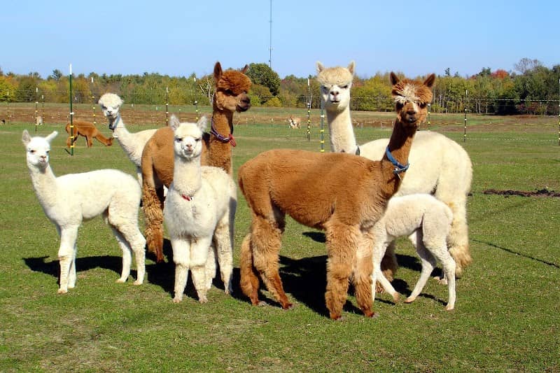 London Dairy Alpacas - Image 1