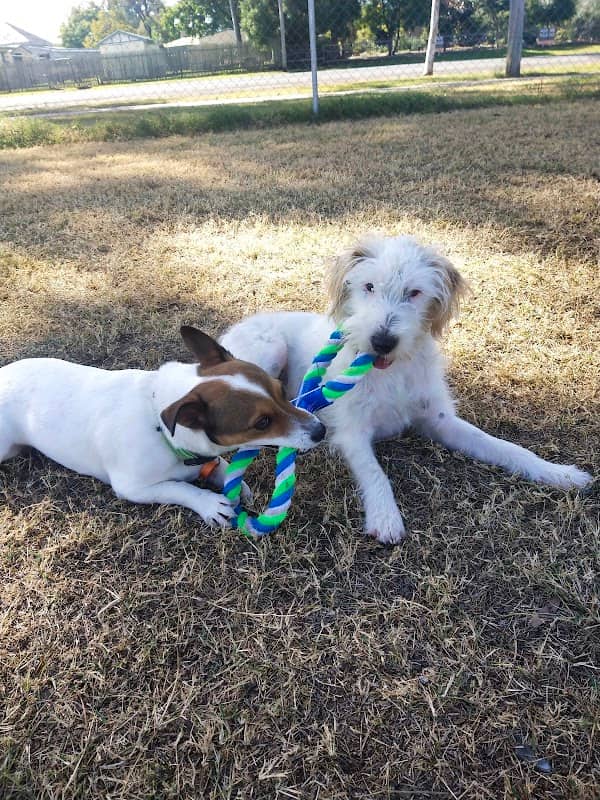 Dalby Dog Park - Image 1