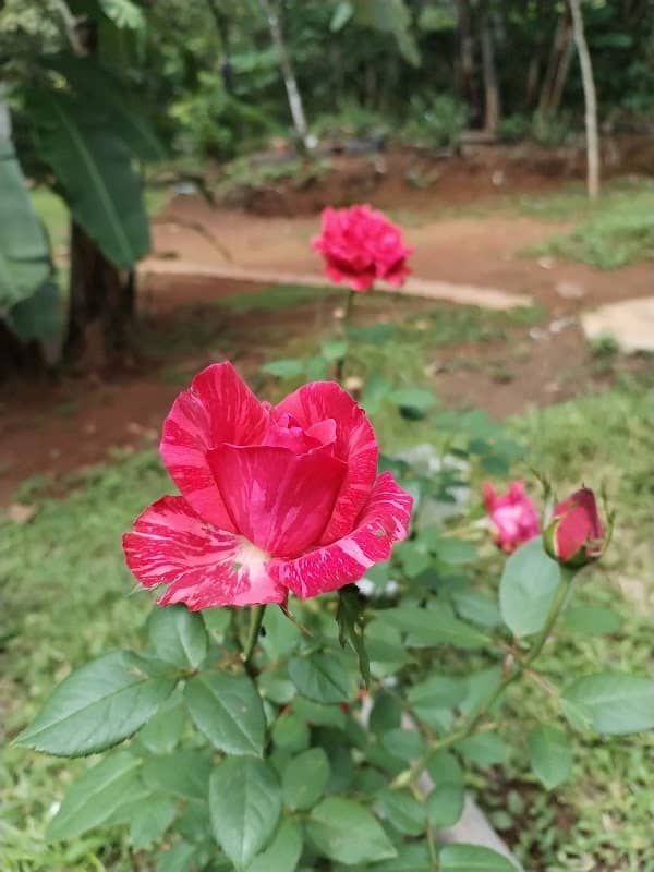 Finca Toñita - Image 1