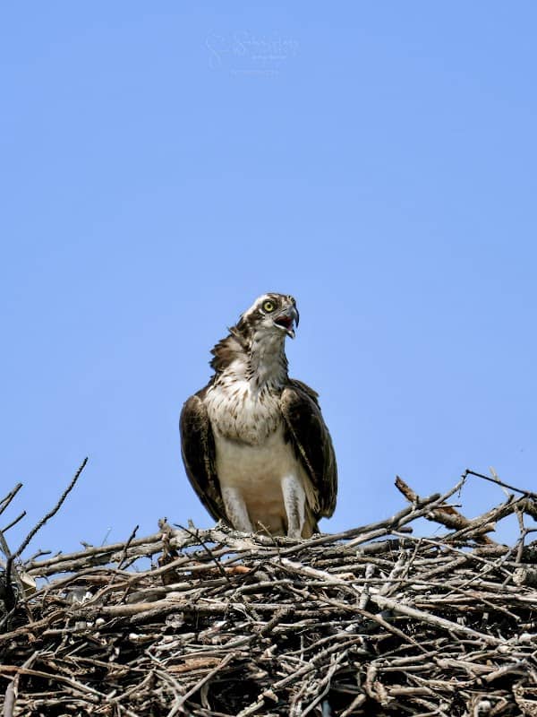 Broad River Wildlife Management Area - Image 1