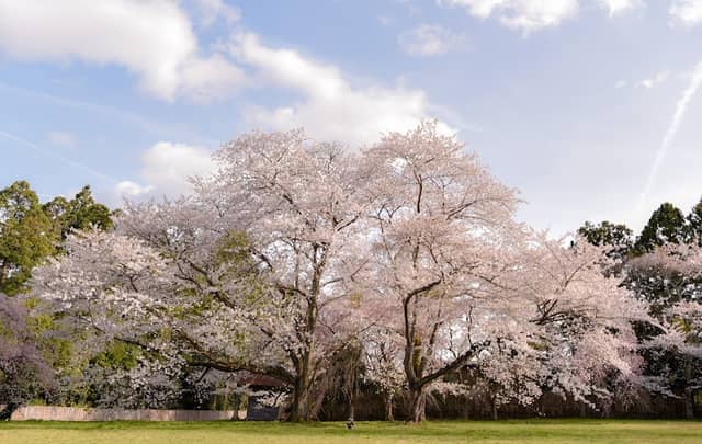 多賀城夫婦桜 - Image 1
