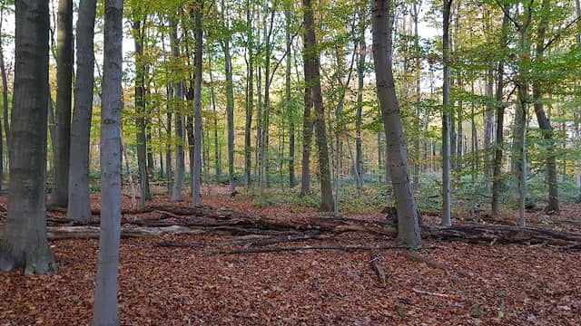 Lohwald - Image 2